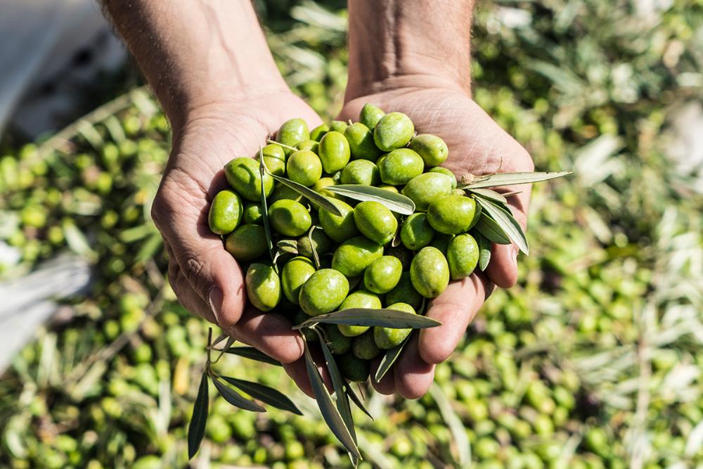 Imagen Documentación para la entrega de aceitunas