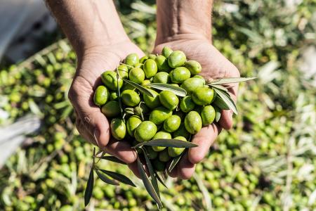 Imagen Documentación para la entrega de aceitunas